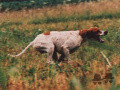 Pedigree BARONE DELLE SORGIVE Pedigree BARONE DELLE SORGIVE